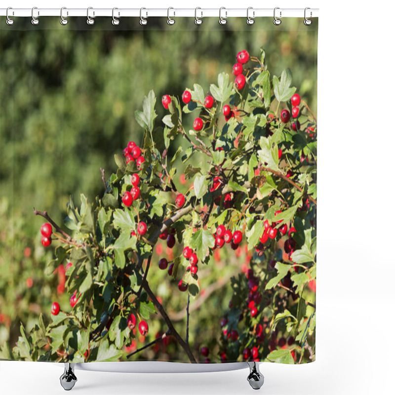 Personality  Hawthorn (Crataegus) Shrubs With Red Berries In Sunlight Shower Curtains