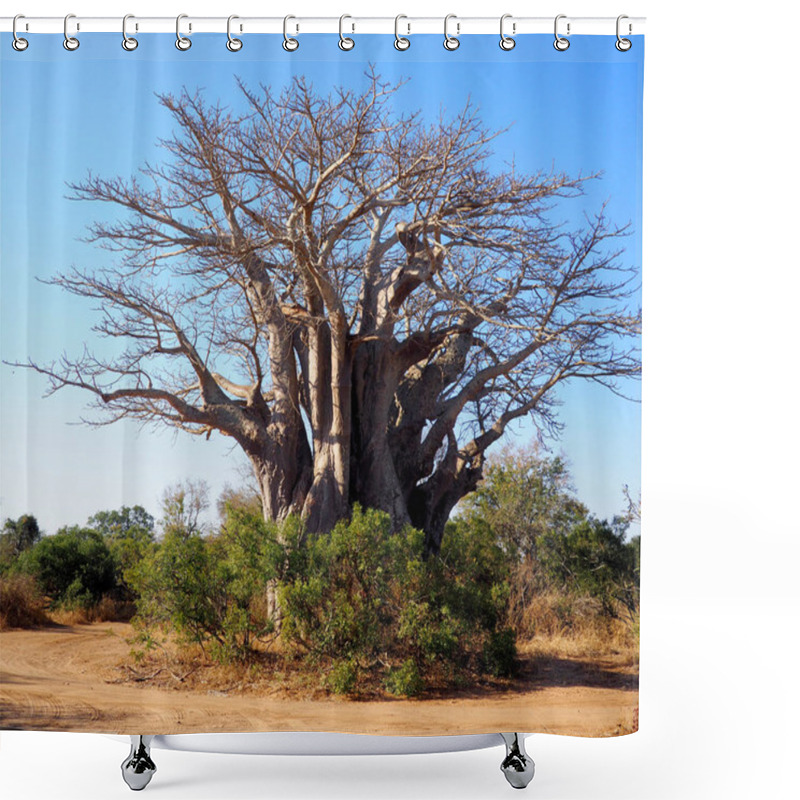 Personality  Baobab Tree In Kruger Park, South Africa Shower Curtains