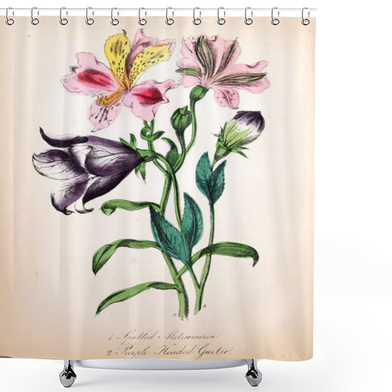 Personality  Illustration Of Flower. The American Flora : Or History Of Plants And Wild Flowers Shower Curtains