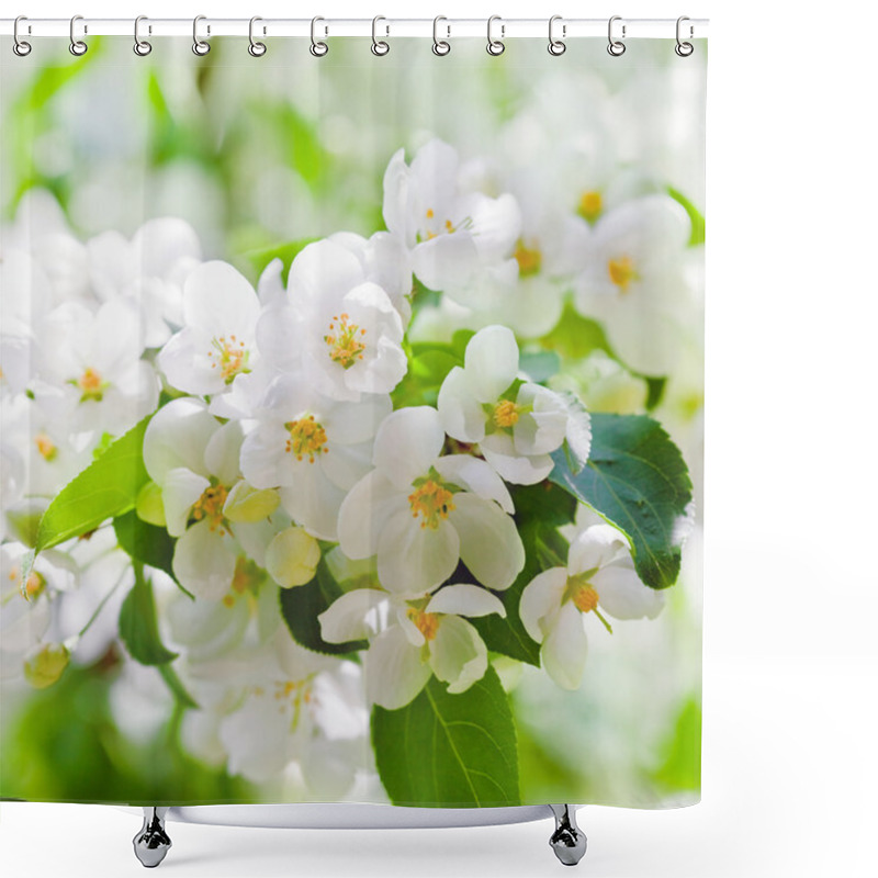 Personality  Apple Blossoms In Spring Shower Curtains