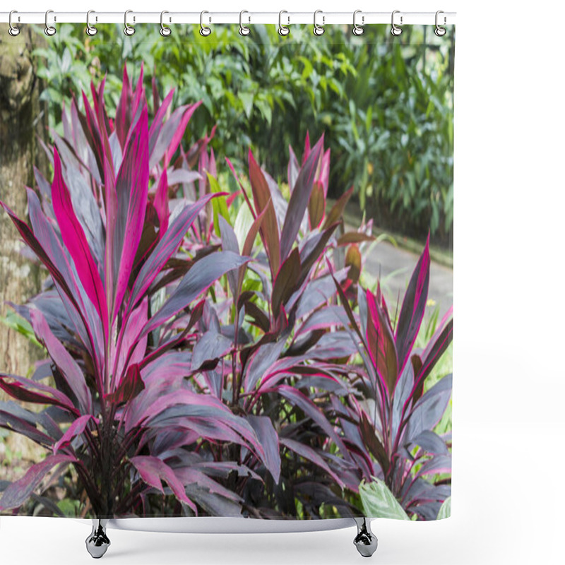 Personality  Beautiful Pink And Purple Plants In Perdana Botanical Gardens In Kuala Lumpur Malaysia. Shower Curtains