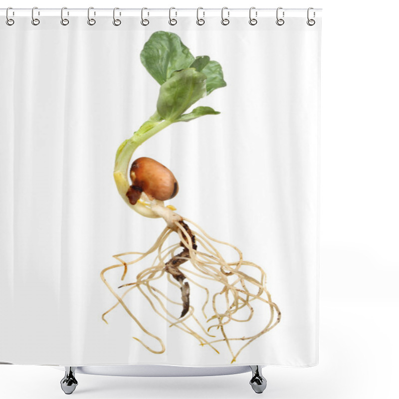 Personality  Broad Bean Closeup Shower Curtains