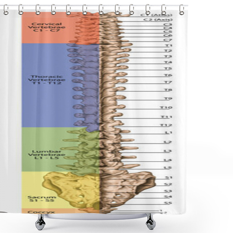 Personality  Didactic Board, Anatomy Of Human Bony System, The Skeleton, Spine, The Bony Spinal Column, Columna Vertebralis, Vertebral Column, Vertebral Bones, Trunk Wall, Anatomical Body, Posterior View Shower Curtains