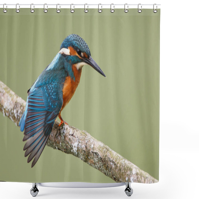 Personality  Kingfisher Bird On A Branch Shower Curtains