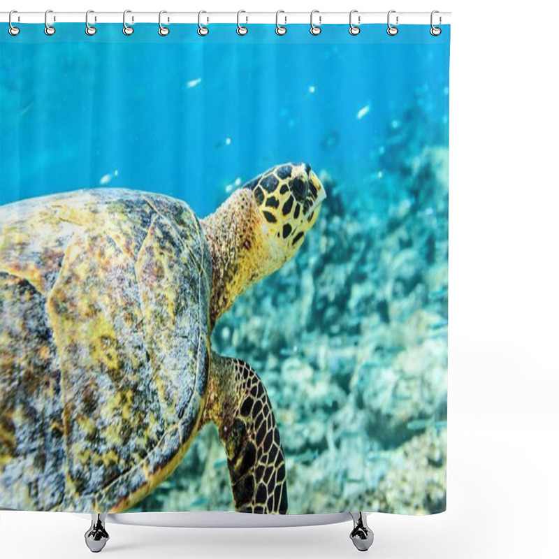 Personality  Sea Turtle Shower Curtains