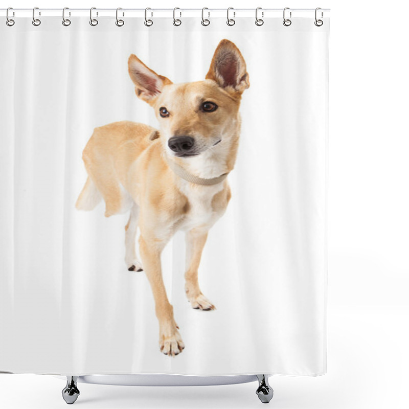 Personality  Mixed Breed Dog Missing Leg Shower Curtains