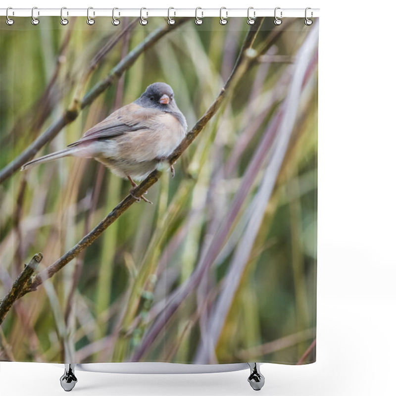 Personality  Dark Eyed Junco Bird Shower Curtains