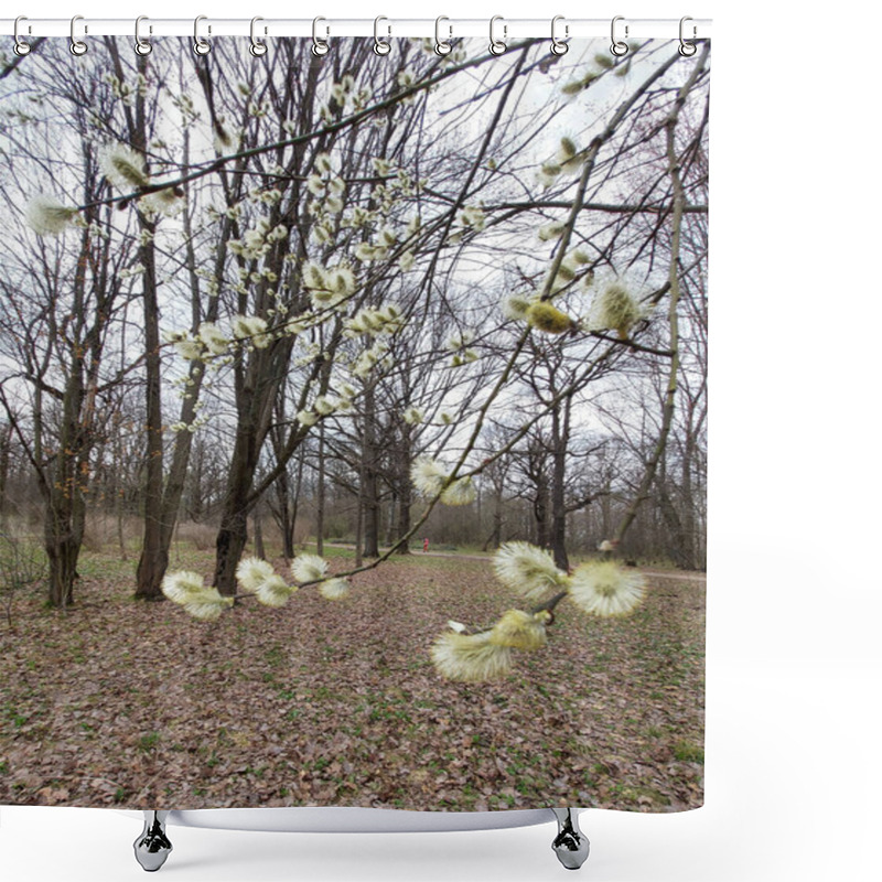 Personality  Flowering Pussy Willow Branch - Stock Illustration Shower Curtains