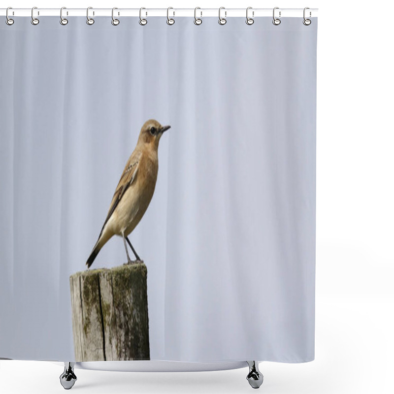 Personality  Northern Wheatear Perched On The Moors Shower Curtains