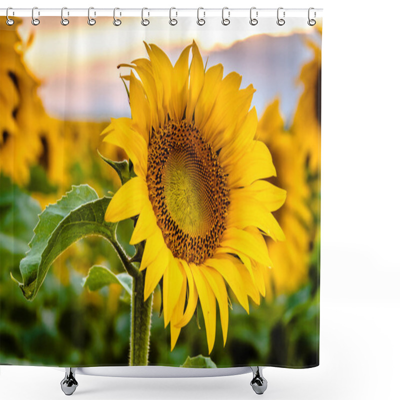 Personality  Sunflower Field In Bloom Shower Curtains