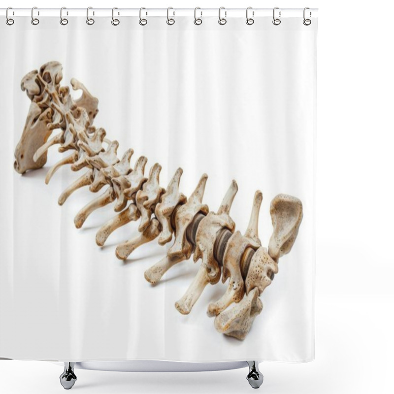 Personality  Realistic Human Spine Model Showcasing The Vertebrae Structure And Alignment. Shower Curtains