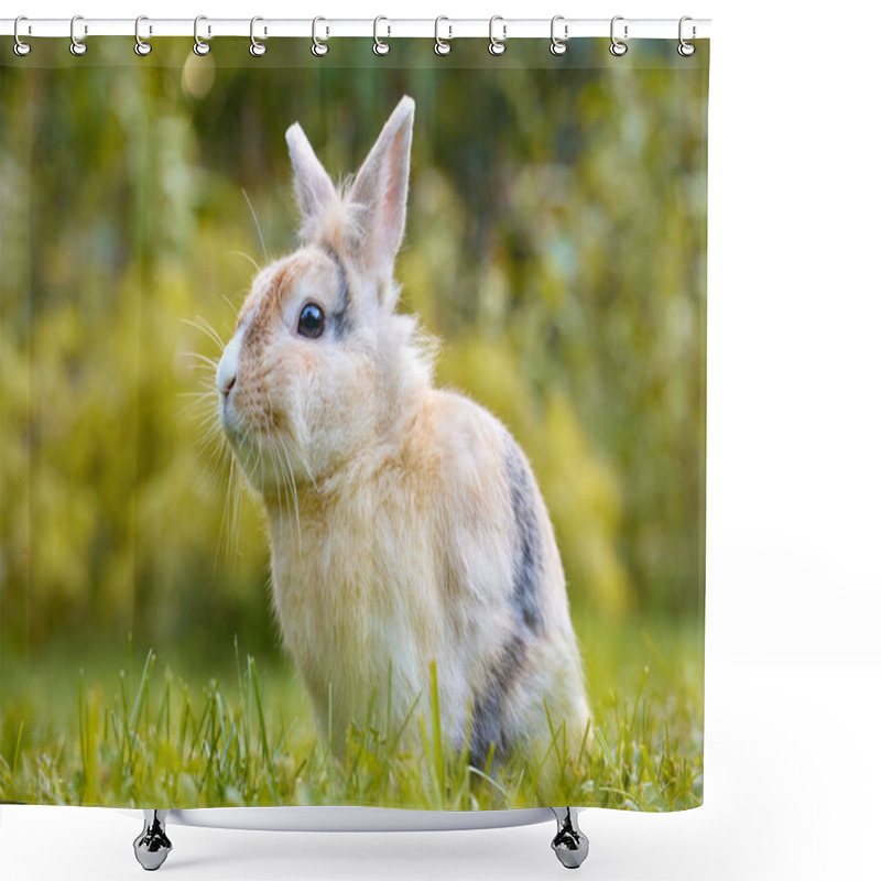 Personality  White Brown Baby Bunny Standing In The Grass And Looking At The Camera, With Nature Blurred In The Background. Easter Animal New Born Bunny Concept. Young Brown Rabbit In Green Field In Spring. Shower Curtains