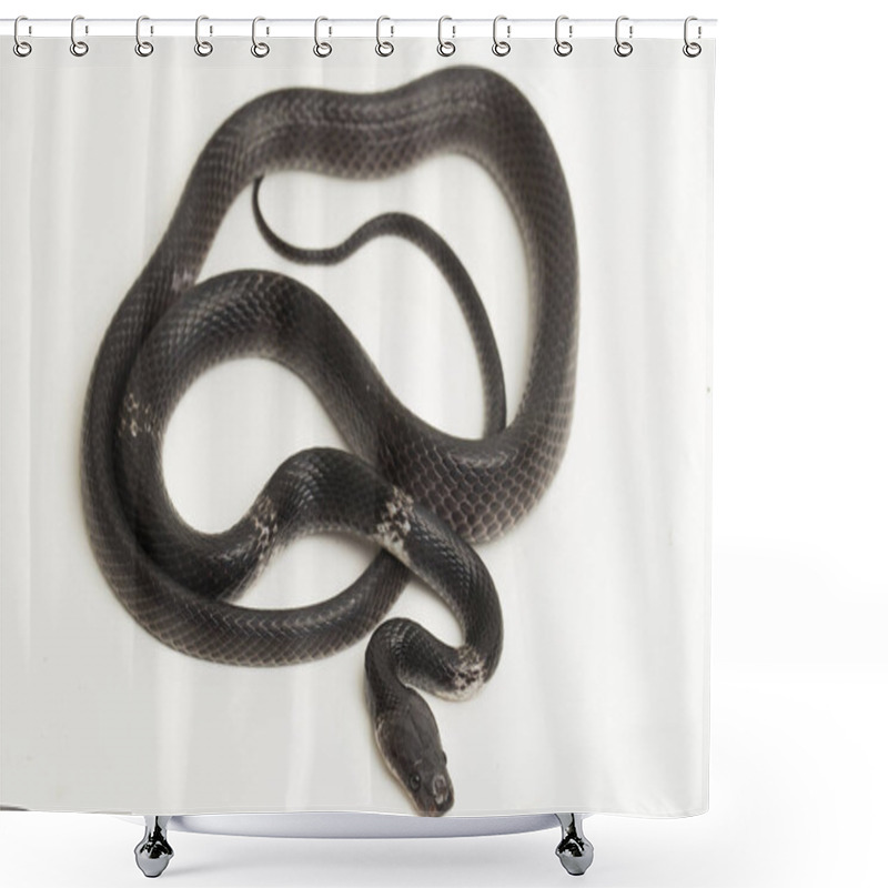 Personality  White-banded Wolf Snake Or Malayan Banded Wolf Snake (Lycodon Subcinctus) On White Background Shower Curtains