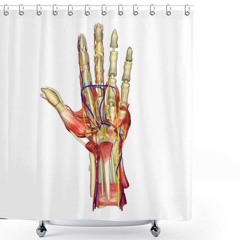 Personality  Hand Muscles Shower Curtains