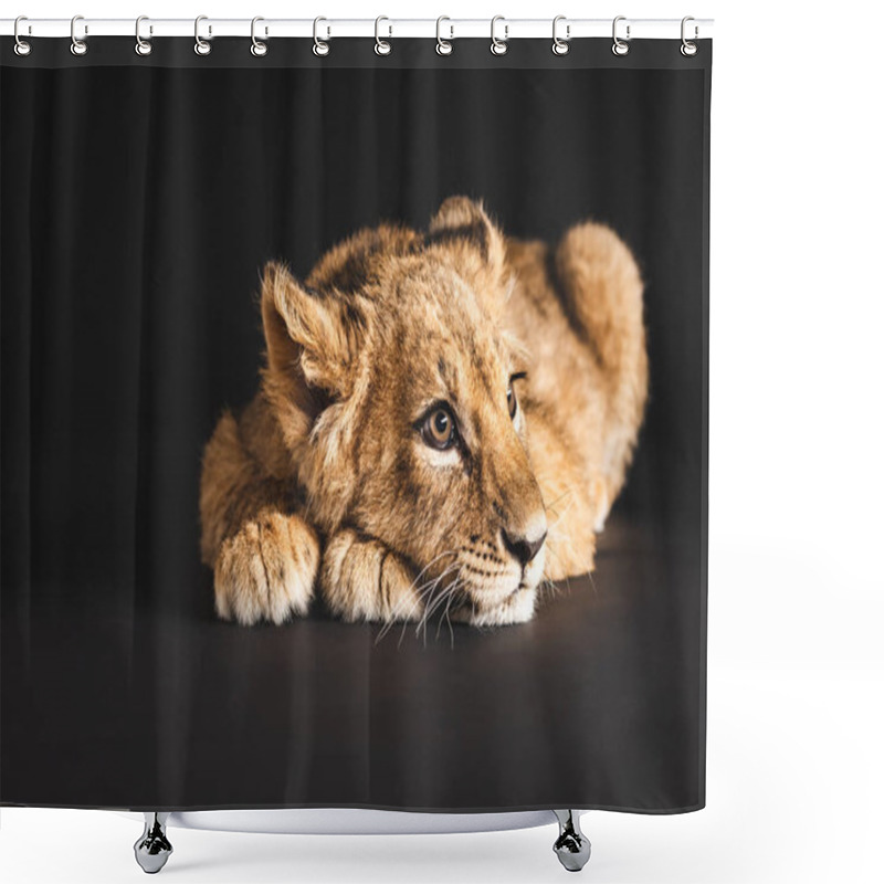 Personality  Adorable Lion Cub Lying Isolated On Black Shower Curtains