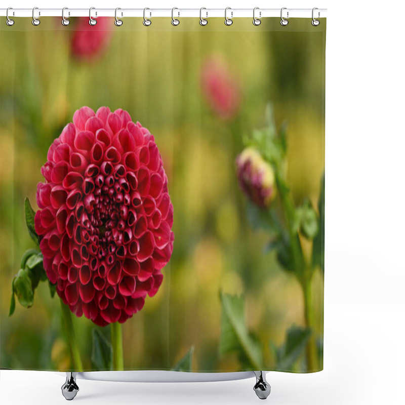 Personality  Beautiful Close-up Of A Red Dahlia Shower Curtains