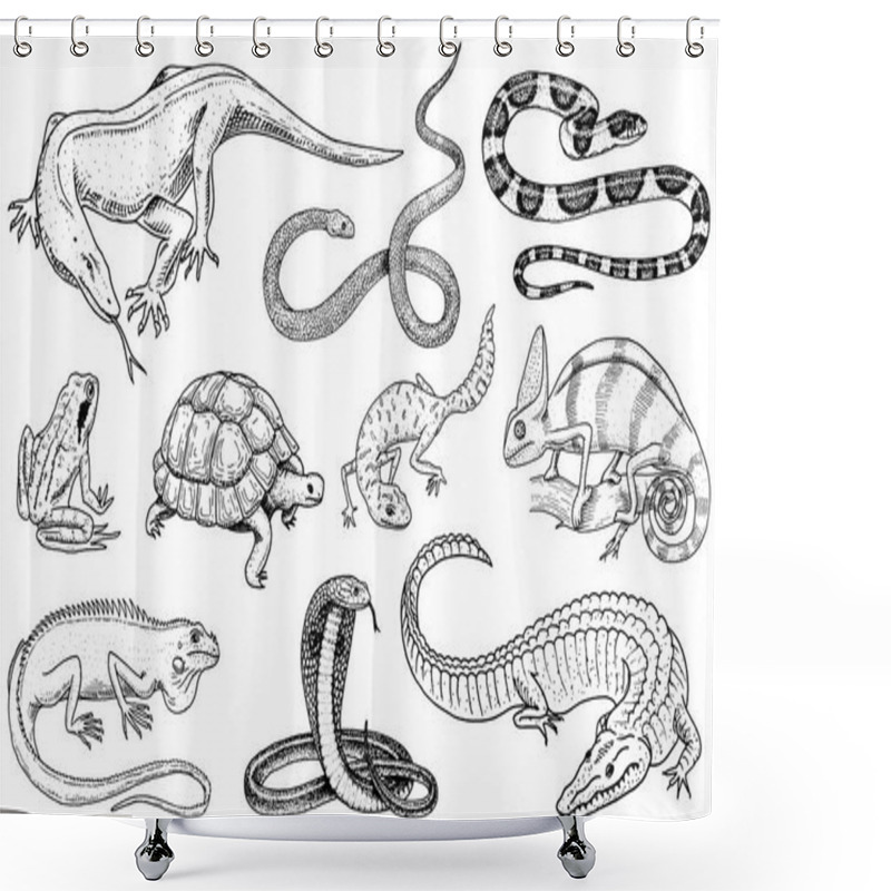 Personality  Set Of Reptiles And Amphibians. Wild Crocodile, Alligator And Snakes, Monitor Lizard, Chameleon And Turtle. Pet And Tropical Animal. Engraved Hand Drawn In Old Vintage Sketch. Vector Illustration. Shower Curtains