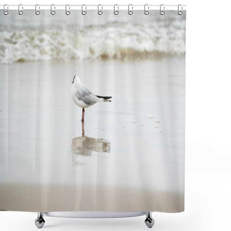 Personality  Seagull Standing On The Beach Shower Curtains