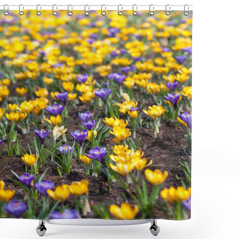 Personality  Yellow And Purple Wildflowers Background Shower Curtains