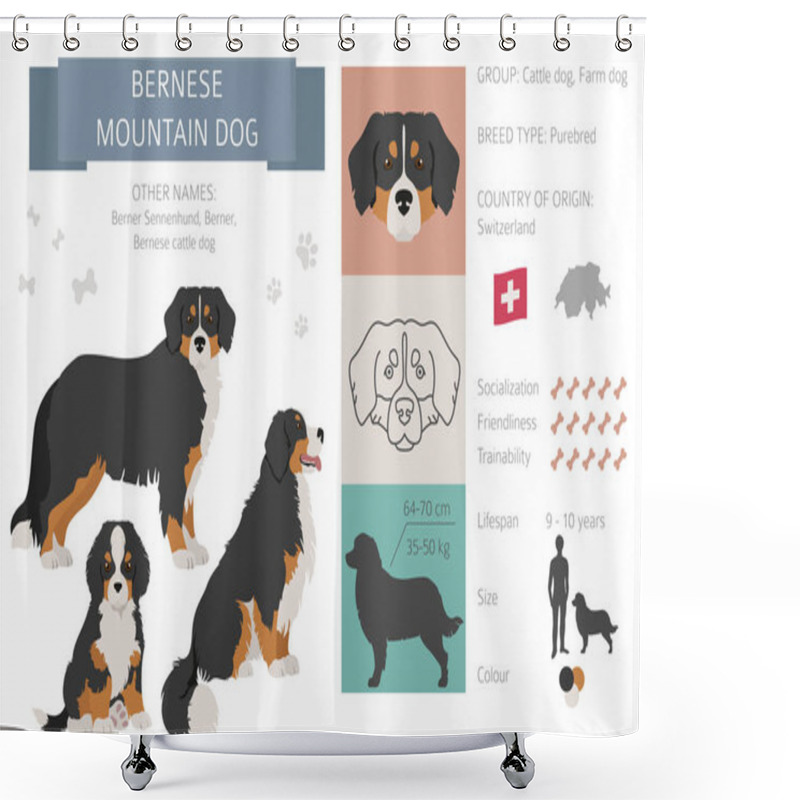 Personality  Bernese Mountain Dog Infographic. Different Poses, Bernese Sennenhund Puppy.  Vector Illustration Shower Curtains