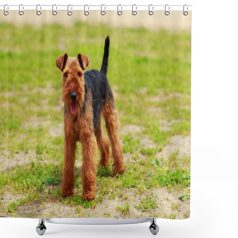 Personality  Dog Breed Airedale Terrier Shower Curtains