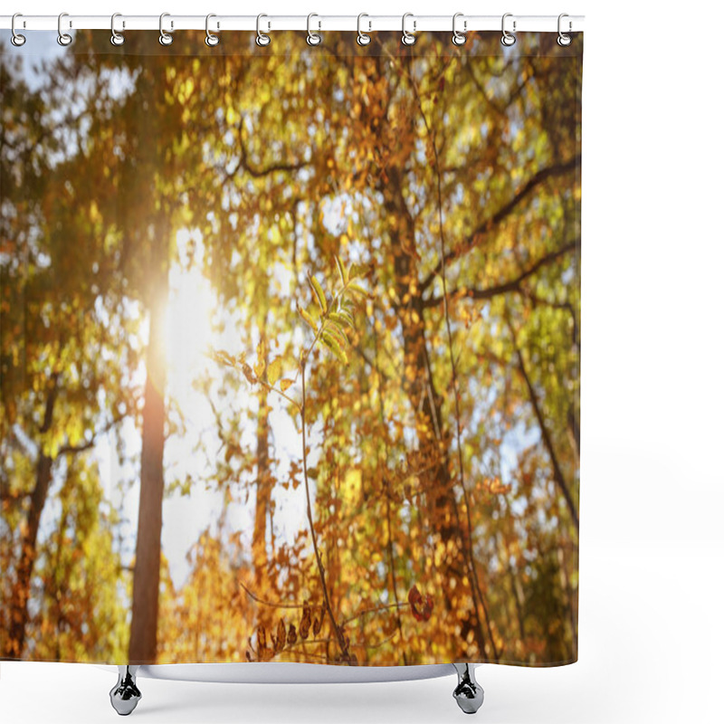 Personality  Sun, Trees With Yellow And Green Leaves In Autumnal Park At Day  Shower Curtains