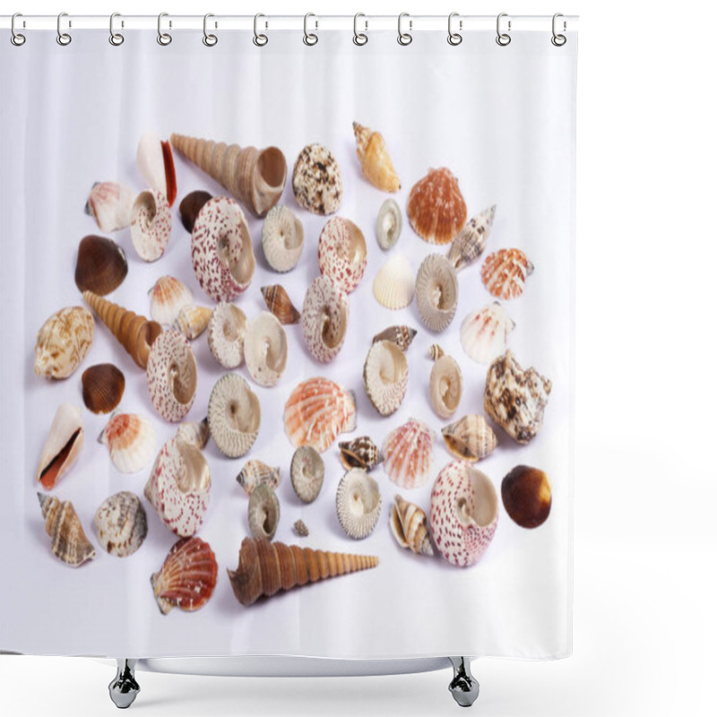 Personality  The Single Sea Shell Isolated On White Background In Guatemala. Shower Curtains