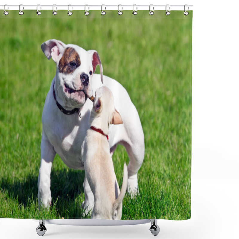 Personality  Two Puppies Shower Curtains