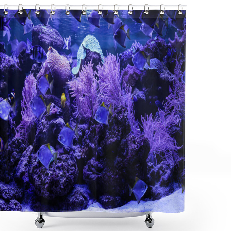 Personality  Many Beautiful Silver Moony Fishes In Aquarium Shower Curtains