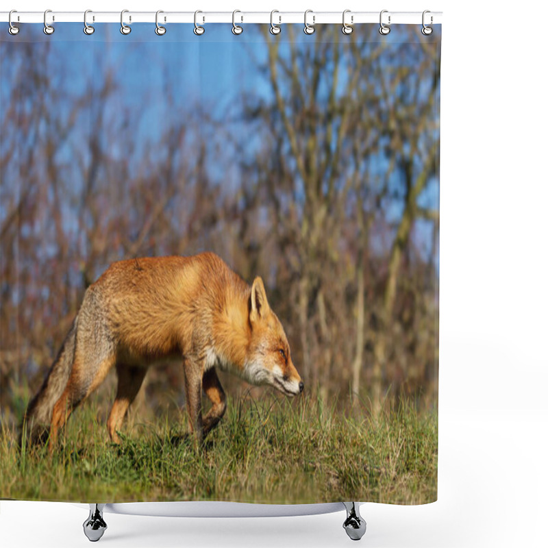 Personality  Close Up Of A Young Red Fox (Vulpes Vulpes) Walking In Natural Habitat. Shower Curtains