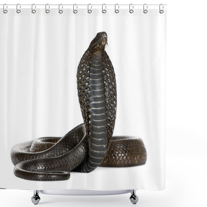 Personality  Egyptian Cobra, Naja Haje, Studio Shot Shower Curtains