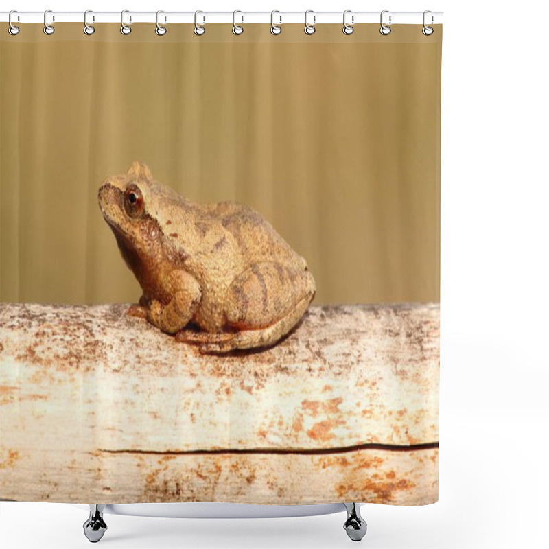 Personality  Spring Peeper (Pseudacris Crucifer) Shower Curtains