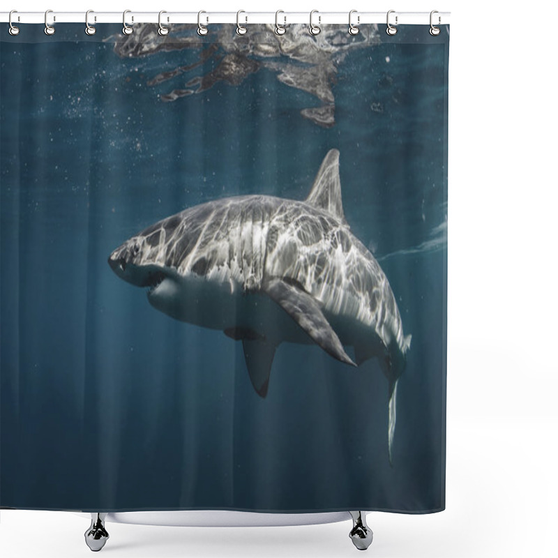 Personality  Great White Shark In Pacific Ocean Closeup Portrait Shower Curtains