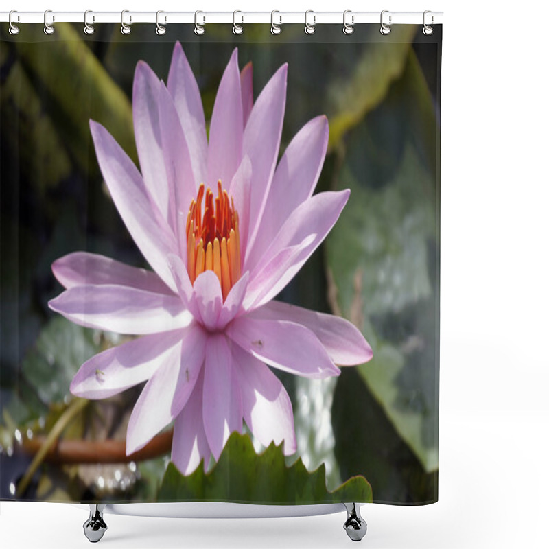 Personality  Nimphea. Water Lily Of Borneo. Shower Curtains