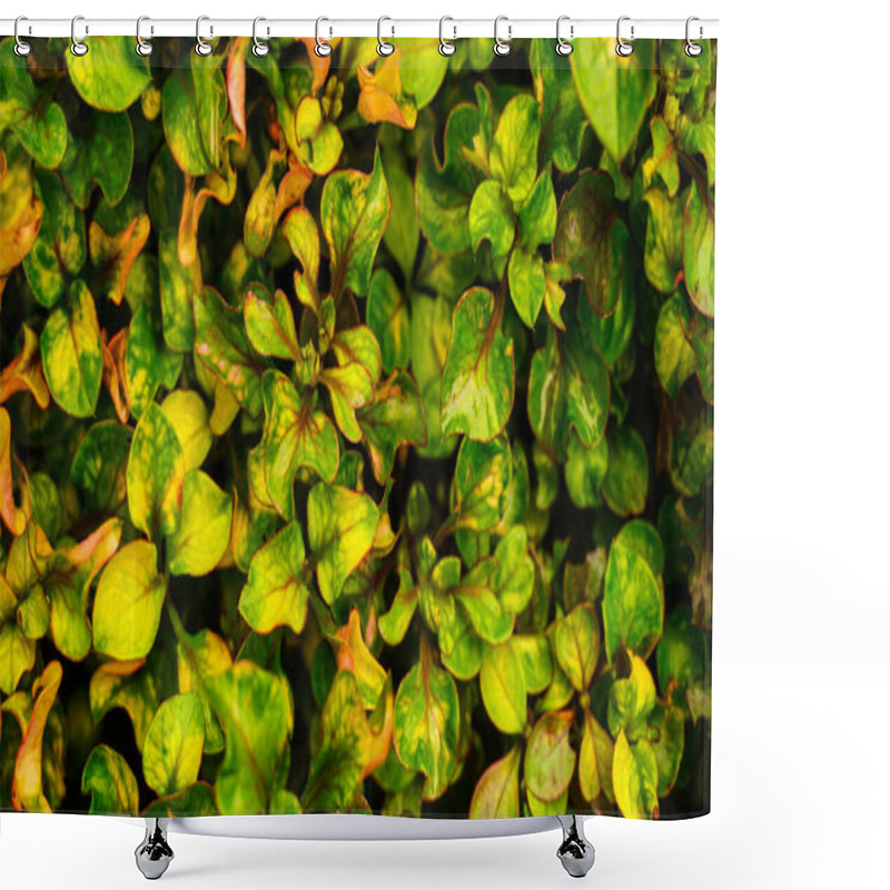 Personality  Close-up Of Vibrant Green And Yellow Leaves With Some Reddish Edges, Creating A Colorful And Textured Pattern. Shower Curtains