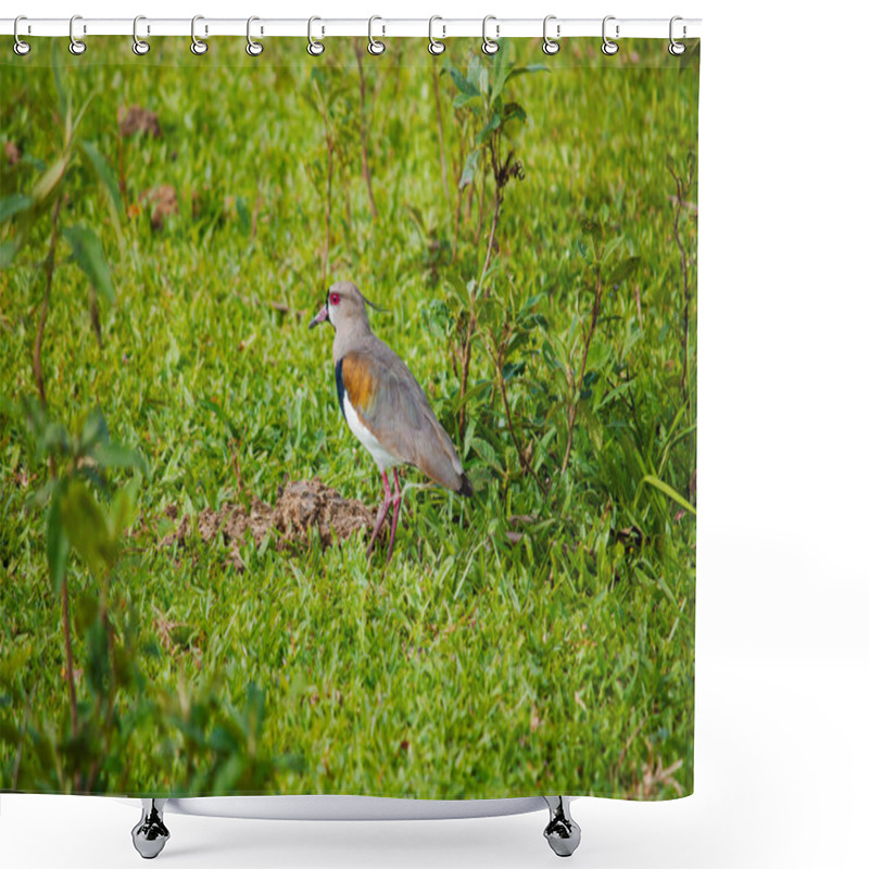 Personality  The Southern Lapwing (Vanellus Chilensis) Walks Confidently Across Vibrant Green Pastures, Its Elegant Gray, Black, And White Plumage Accentuated By Soft Natural Light. Shower Curtains