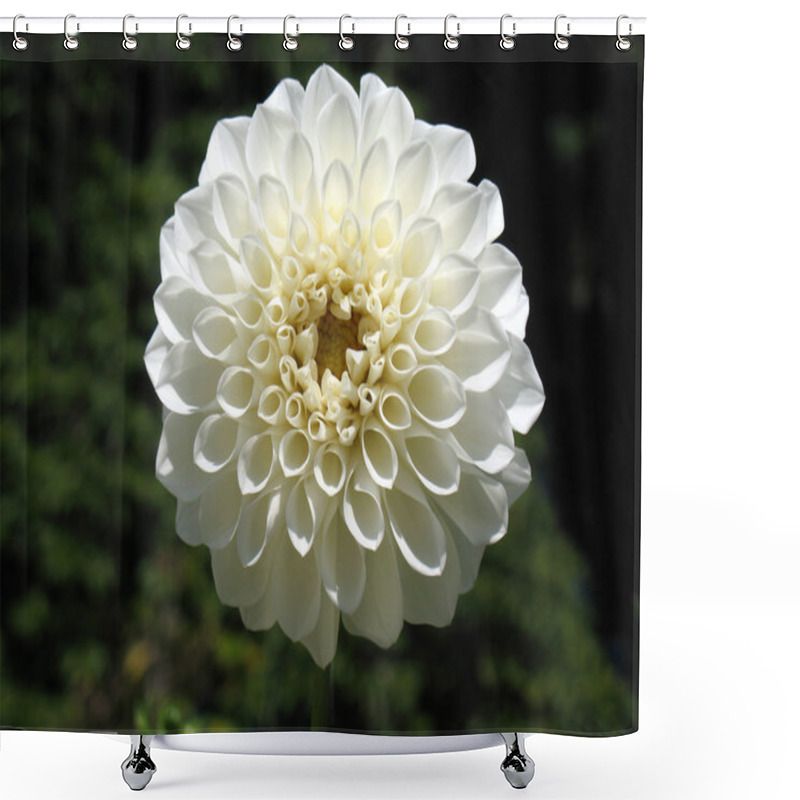 Personality  Dahlia Shower Curtains