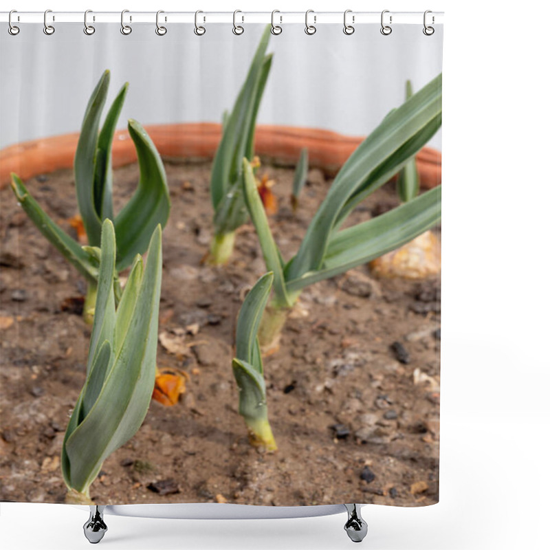 Personality  Close-up Of G1 Garlic Plant In Pot Shower Curtains