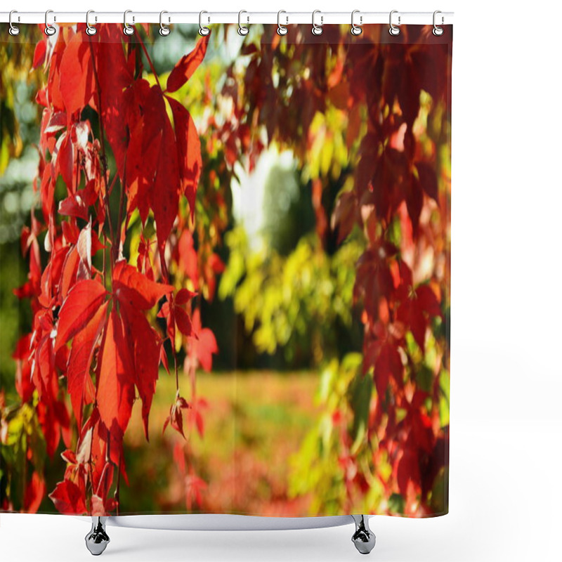 Personality  Red Virginia Creeper In Autumn Shower Curtains