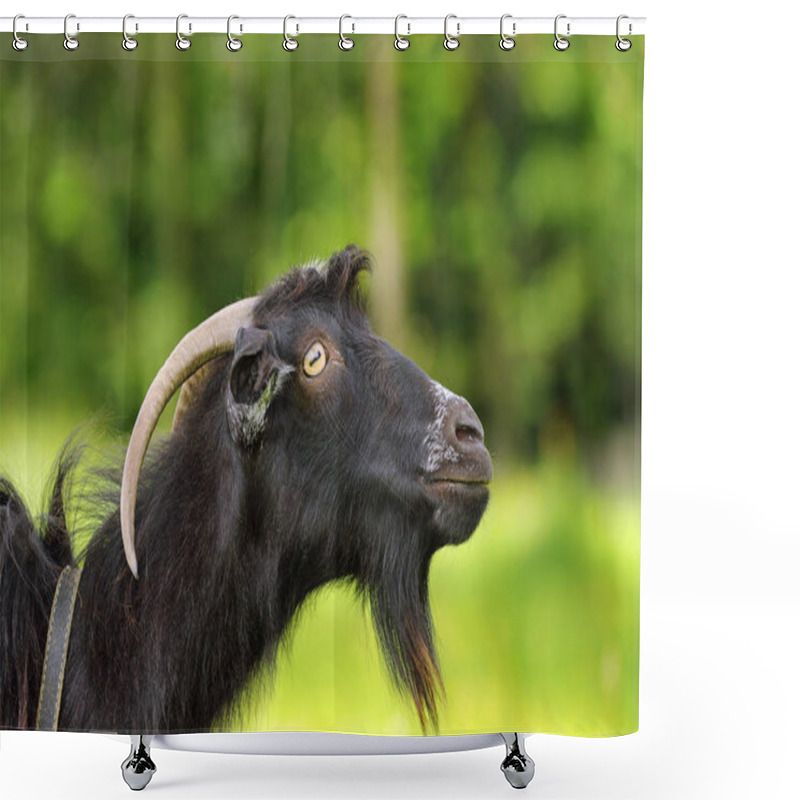 Personality  Black Bearded Goat Portrait Shower Curtains