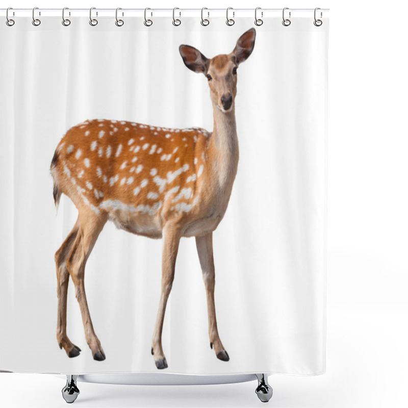 Personality  Fallow Deer Shower Curtains