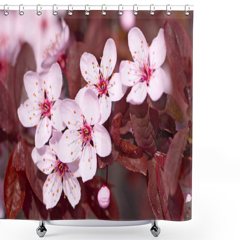 Personality  Pink Cherry Blossom Shower Curtains