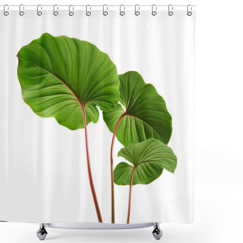 Personality  Homalomena Foliage, Green Leaf With Red Petioles Isolated On White Background, With Clipping Path Shower Curtains