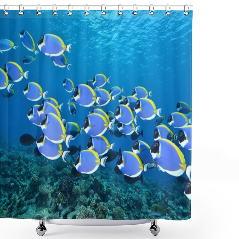 Personality  School Of Powder Blue Surgeonfish Shower Curtains