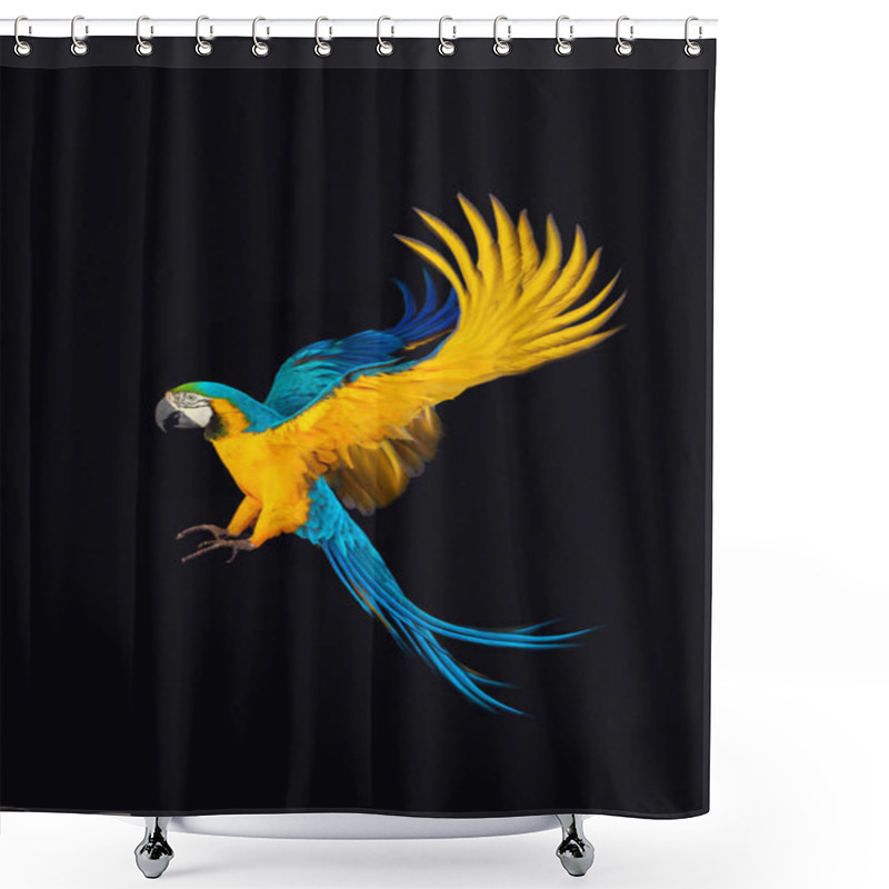 Personality  Flying Macaw Parrot Isolated On Black Background Shower Curtains