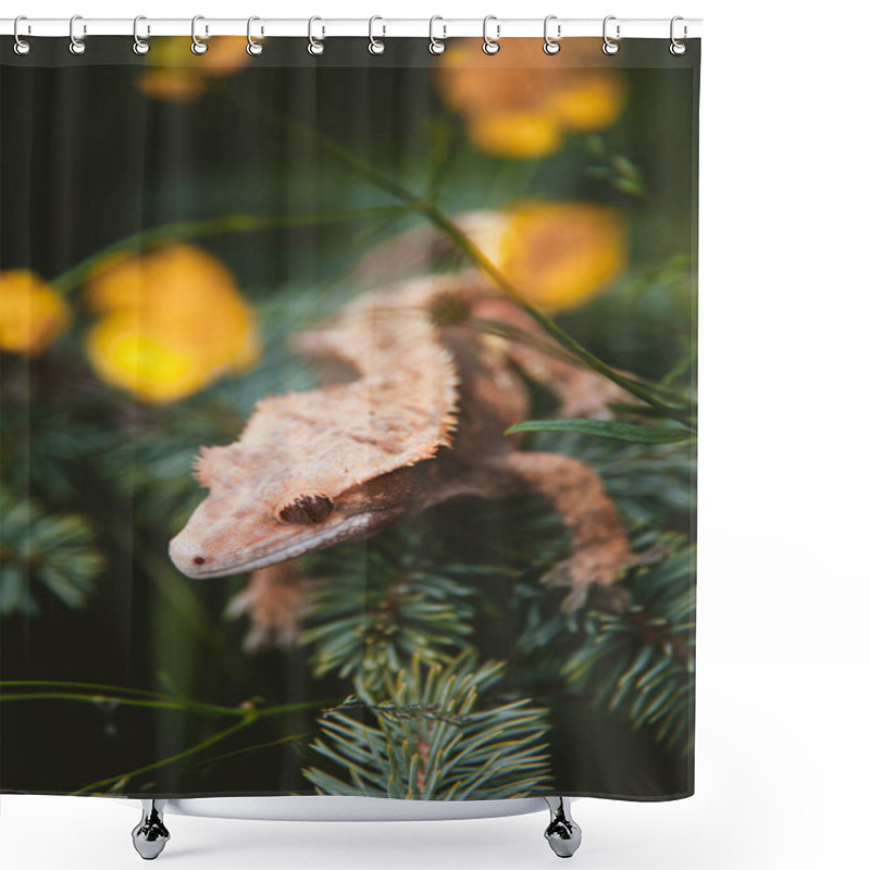 Personality  New Caledonian Crested Gecko On Tree With Flowers Shower Curtains