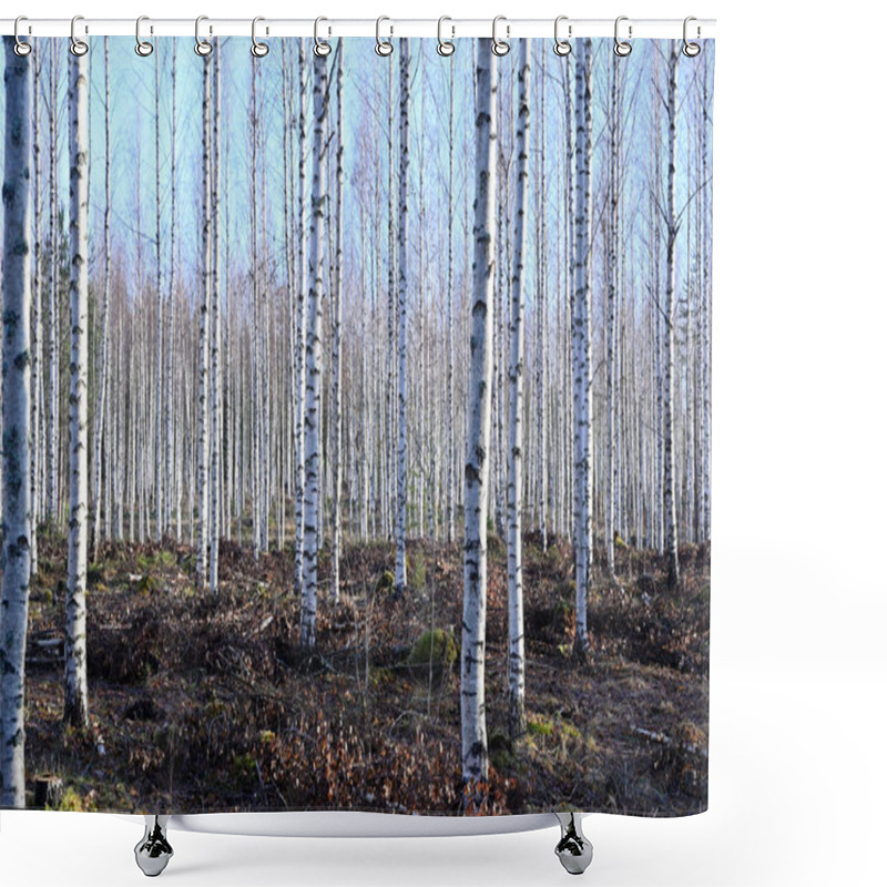 Personality  A Serene Birch Forest Bathed In Soft Natural Light. The White Bark Of The Slender Birch Trees Contrasts Beautifully With The Earthy Tones Of The Forest Floor, Which Is Scattered With Dried Leaves And Patches Of Moss. The Symmetry And Rhythm Of The Tr Shower Curtains