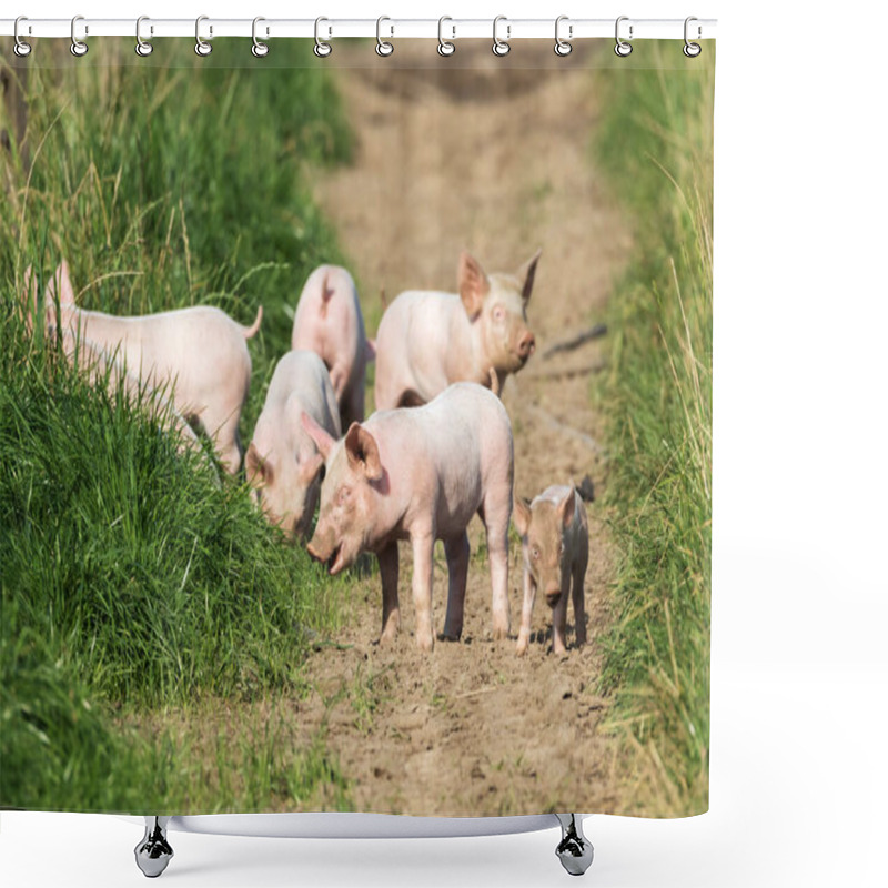 Personality  Healthy Piglets On A Free-range Farm Enjoy Their Freedom And Do What They Want To Do. Shower Curtains