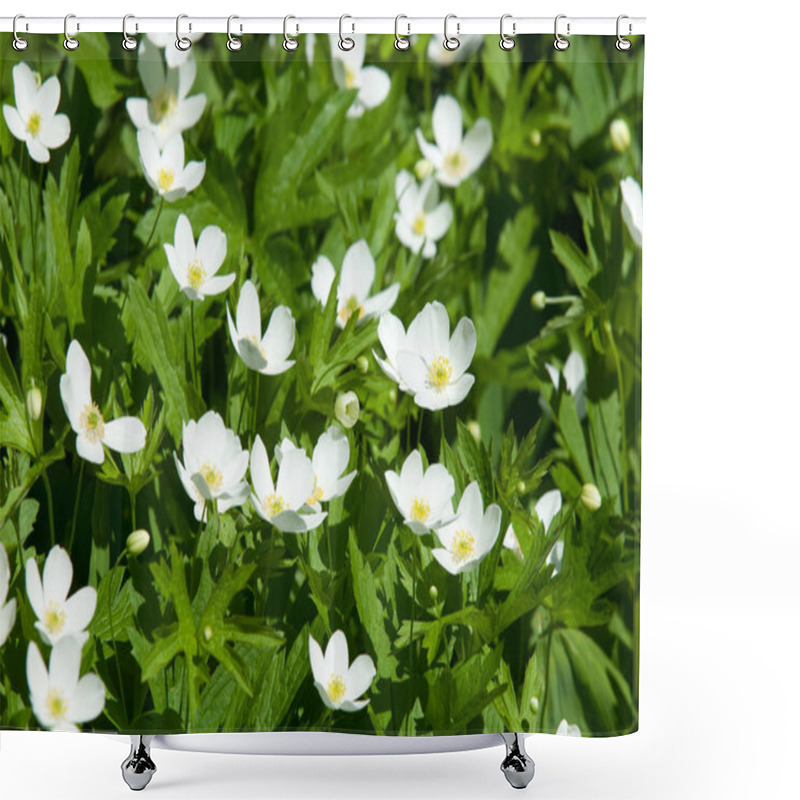 Personality  Summer Landscape With Flowers. Anemone Nemorosa Is An Early-spring Flowering Plant Common Names Include Wood Anemone, Windflower, Thimbleweed And Smell Fox An Allusion To The Musky Smell Of The Leaves Shower Curtains