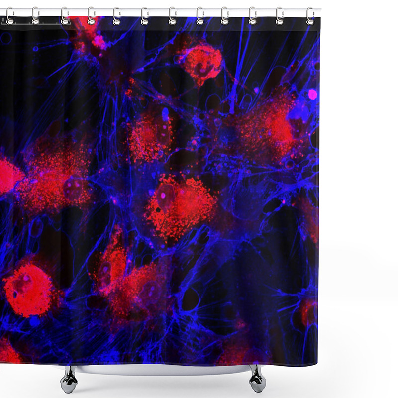 Personality  Mesenchymal Stem Cells Labeled With Fluorescent Molecules Shower Curtains